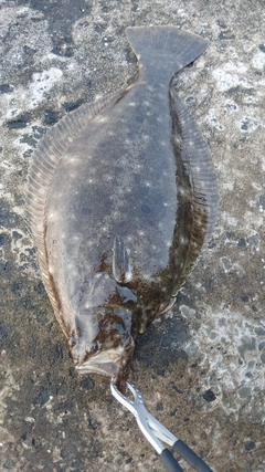 ヒラメの釣果