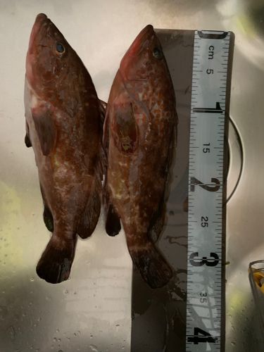 キジハタの釣果