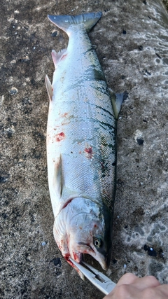 サクラマスの釣果