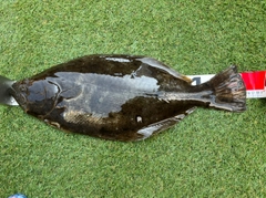 ヒラメの釣果