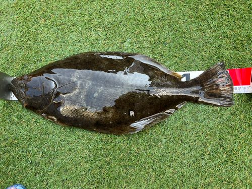 ヒラメの釣果