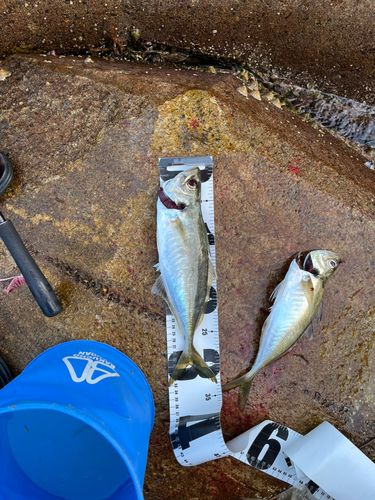 アジの釣果
