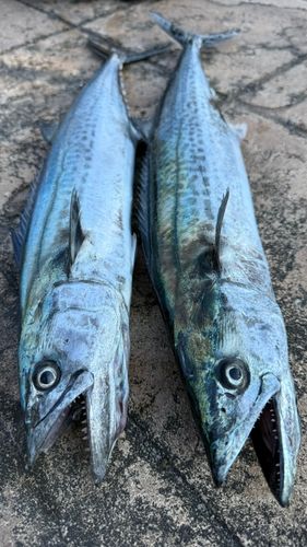 サゴシの釣果