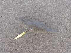 シタビラメの釣果