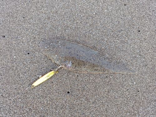 シタビラメの釣果