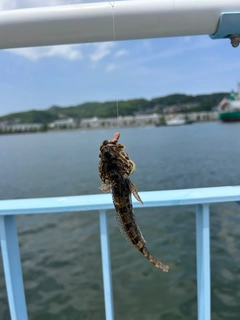 アナハゼの釣果