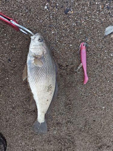 イシモチの釣果