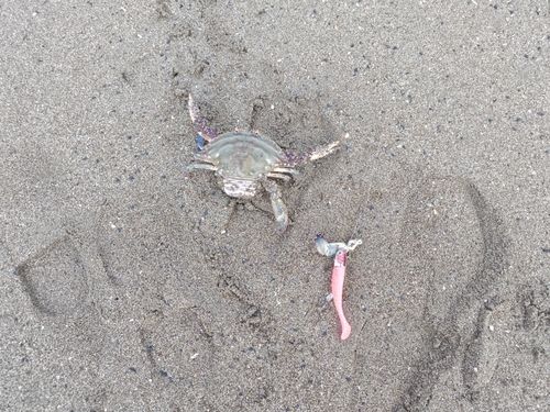 ワタリガニの釣果