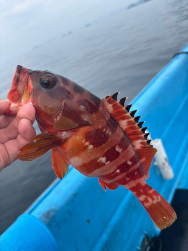 アカハタの釣果