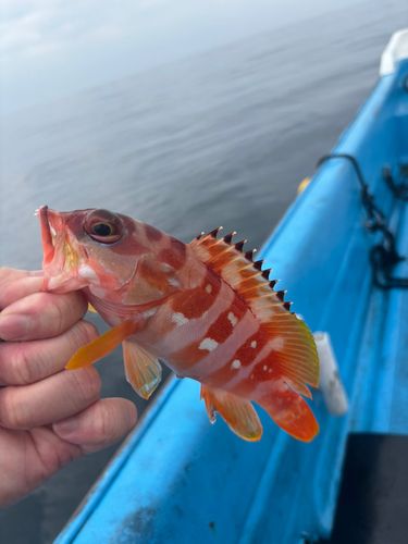 アカハタの釣果