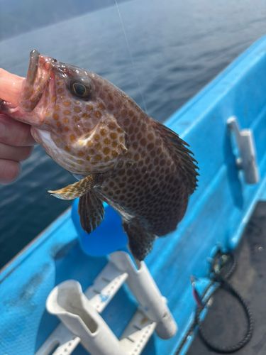 オオモンハタの釣果