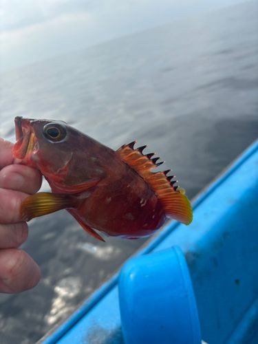 アカハタの釣果