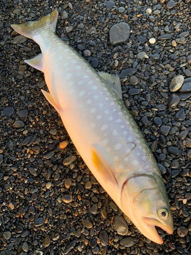 アメマスの釣果