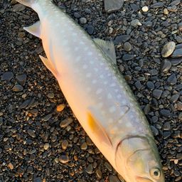 アメマス