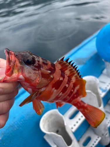 アカハタの釣果
