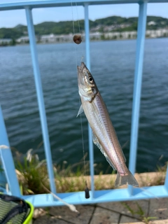シロギスの釣果