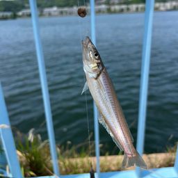 シロギス