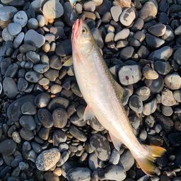アメマス