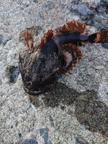 カジカの釣果