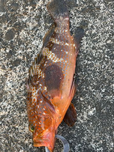 キジハタの釣果