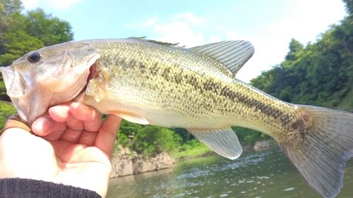 ラージマウスバスの釣果
