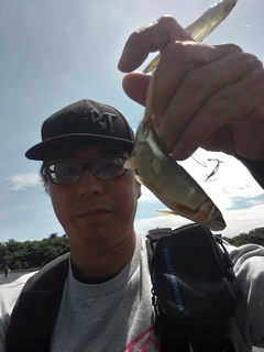 アユの釣果