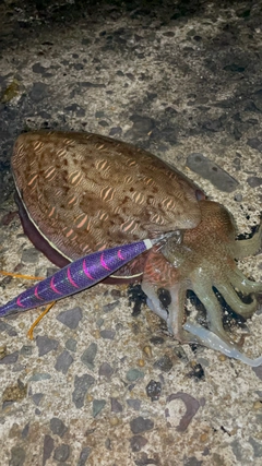 モンゴウイカの釣果