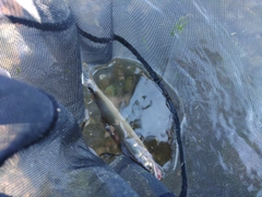 アユの釣果