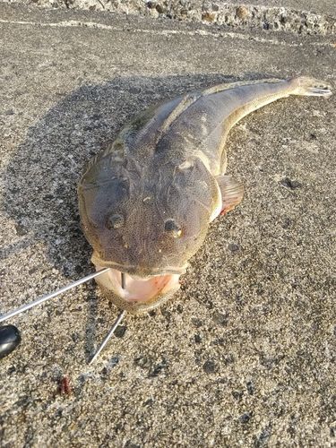 マゴチの釣果