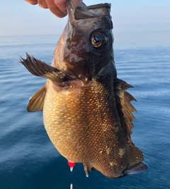 ガヤの釣果