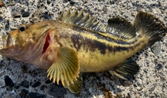 ソイの釣果