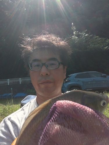 ヘラブナの釣果
