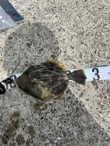 カワハギの釣果