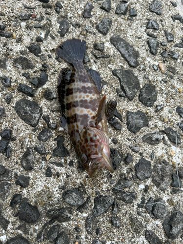 オオモンハタの釣果