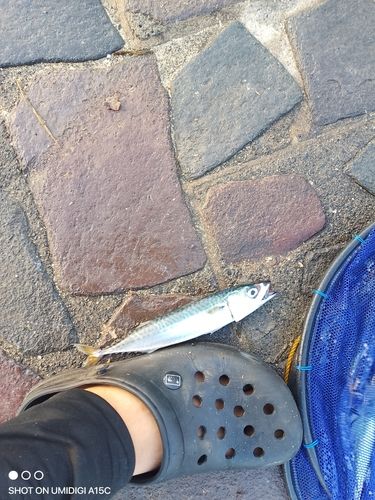 サバの釣果