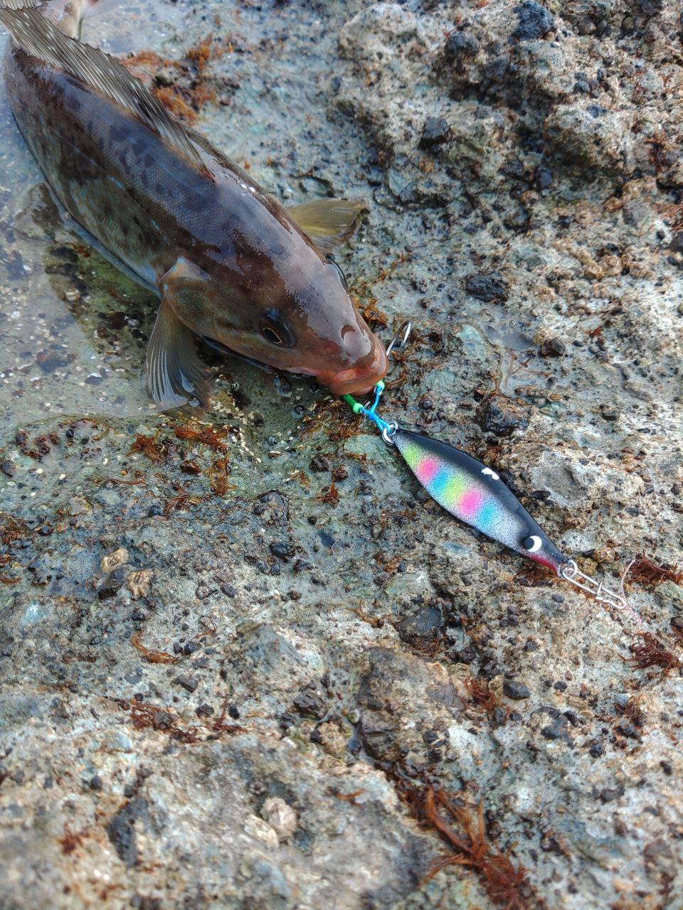 ホッケ