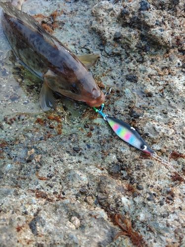 ホッケの釣果