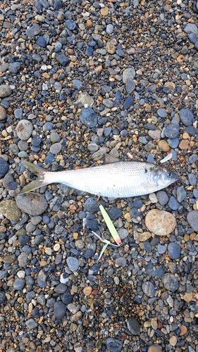 コノシロの釣果