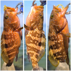 キジハタの釣果