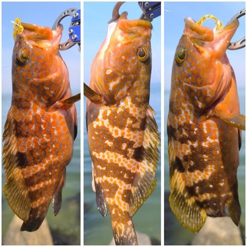 キジハタの釣果