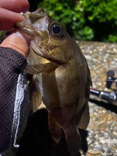 メバルの釣果