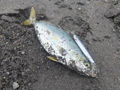 ワカシの釣果