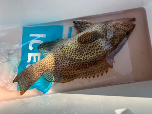 オオモンハタの釣果