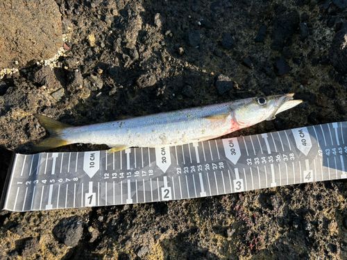 カマスの釣果