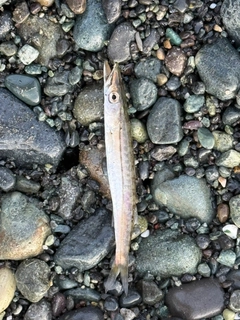 カマスの釣果