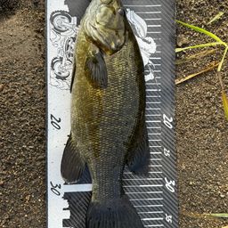 スモールマウスバス