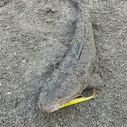 マゴチ
