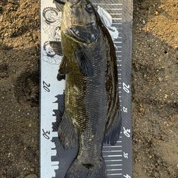 スモールマウスバス