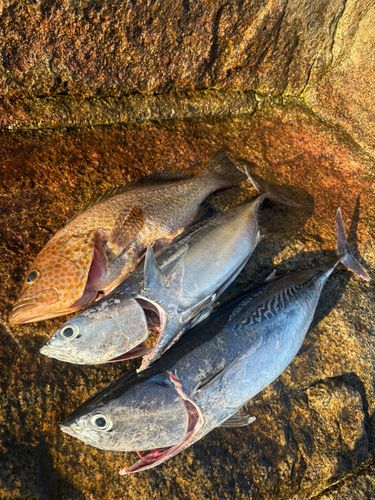 ソウダガツオの釣果