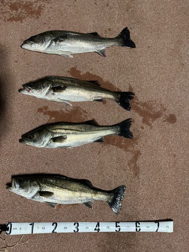 シーバスの釣果